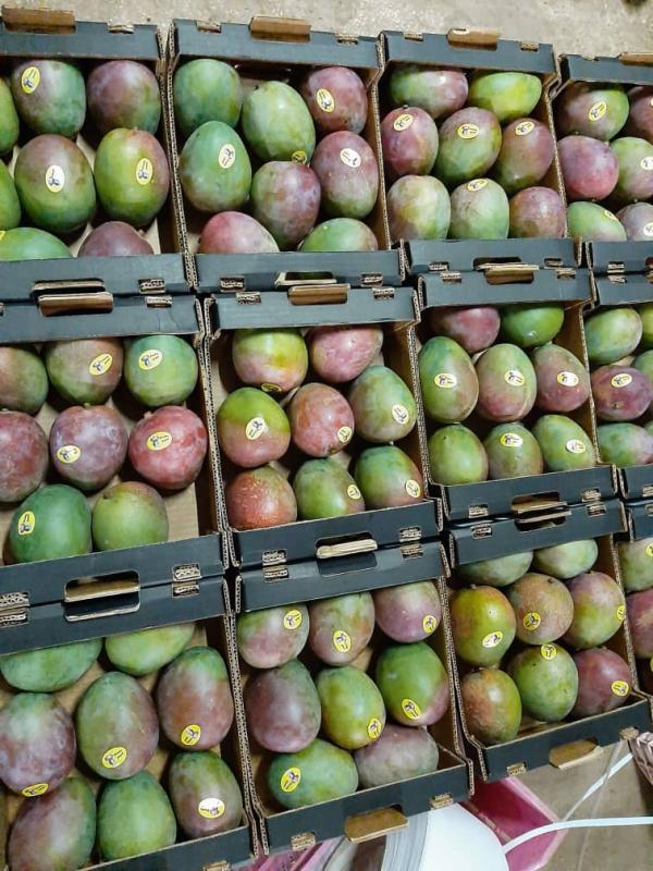  Mangue Du Benin Disponible Au Maroc - fruits et légumes bonjour , --nous sommes importateurs ,  nous avons des mangues du benin disponbibles casablanca maroc.--nos mangues sont de tres bonne qualite ,  variete kent ,  calibre 8,  9,  10 avec un.bon rapport qualite prix.