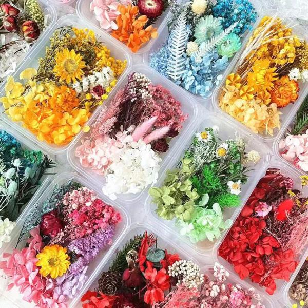  Fleurs Séchées Éternelles Huiles Essentielles - horticulture plante biocarburant société basée dans le sud-ouest de la chine,  nous proposons une large variété de fleurs éternelles / stabilisées,  séchées et autres produits dérivés huiles essentielles,  sachets parfumés. étant situé di