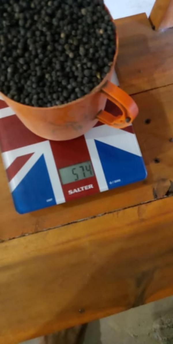  Poivre Noir Haute Densité - épices aromates vous cherchez des poivres noires avec densité 574g/l--veuillez nous contacter en direct.--prix 7, 5euro cif au port de votre choix--commande minimum acceptée 50tonnes--mode de paiement avec une avance sur commande où paiement 100% à l'enlèvement de la marchandise si vous v