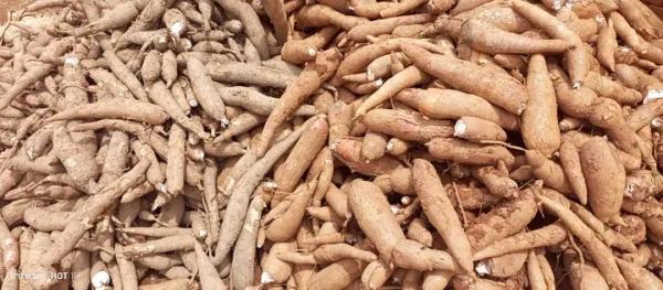  Manioc Bio Frais - fruits et légumes nous cherchons des sérieux client pour nos manioc. nous sommes à madagascar.--nos prix c'est 400euro la tonne cif au port de votre choix.--nous acceptons une commande de 100tonnes minimum --mode de paiement acceptés soit avec une avance sur commande 50% et solde contre doc ou 10