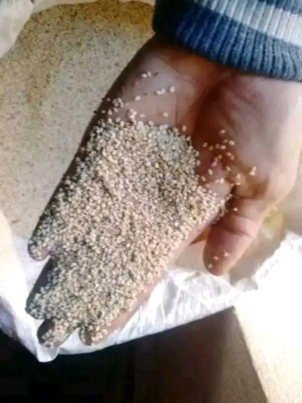  Sésame Blanc - épices aromates  nous avons des s&eacute;sames de tr&egrave;s haute qualit&eacute; blanc tri&eacute; prix 4000euro la tonne cif quantit&eacute; disponible 100tonnes nous acceptons aussi une commande de 200tonnes pour ce mois. si int&eacute;ress&eacute; veuillez nous contacter salutations