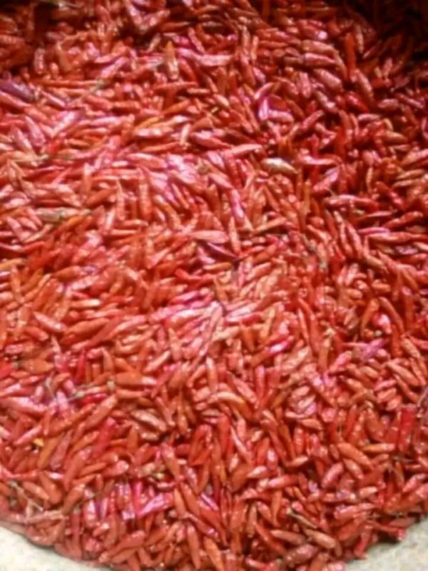  Pilipili Piment Bec D'oiseau Sec Rouge - épices aromates nous avons des piments bec d'oiseau rouge sec--quantité dispo 15tonnes--prix 5100euro la tonne --mode d'emballage en sac plastique de 50kg--mode de paiement soit avant embarquement soit 50% contre documents et 50% à la commande.--si vous etes sur place paiemeent 100% à l'enlevem