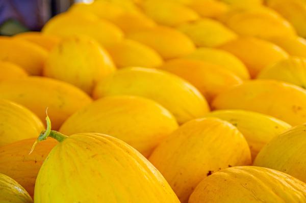  Melon Amarillo - fruits et légumes nous vous aproposant nos melon amarillo en tout calibres et emballage, tres bonne qualite et couleur naturel alors veuillez nous contactre pour plus d information