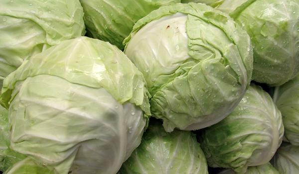  Choux Pommés Frais De Qualité Supérieure - fruits et légumes nous proposons des choux pommés frais et de haute qualité pour répondre aux besoins des marchés maliens de préférence. nos choux sont riches en nutriments,  idéals pour la consommation locale et la transformation.----disponibles en grandes quantit&eacu