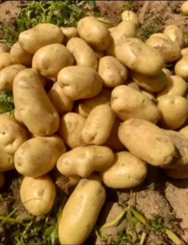 Pomme de terre friture - fruits et légumes nous sommes à madagascar. nous fournissons des pommes de terres friture calibré +35mm--prix 900euro la tonne cif--tonnage 100tonnes.--nous acceptons une commande minimum de 20tonnes--
