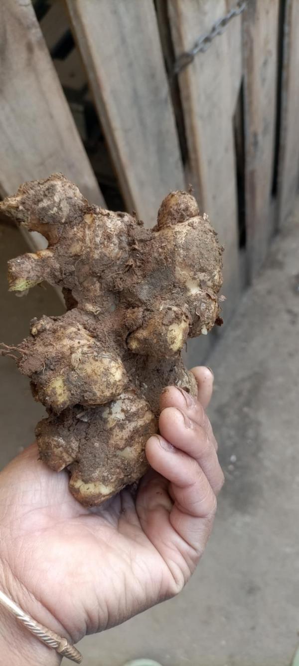 Gingembre Frais - fruits et légumes nous disposons de plusieurs tonnes de gingembre. nous cherchons des clients potentiels et sérieux qui peuvent nous contacter directement seulement--tonnage dispo 100tonnes--prix 2000euro la tonnes --mode de paiement par virement bancaire