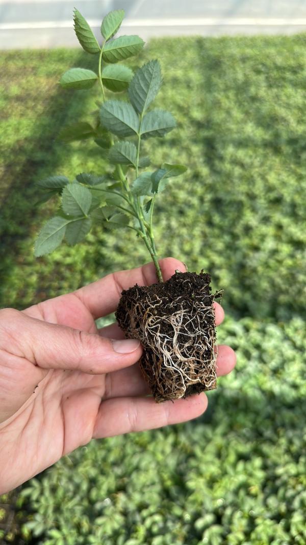  Invitro Rose Seedlings For Essential Oils - aromatic spices invitro rose seedlings for essential oils--rosa damascena,  rosa alba,  rosa centifolia,  rosa vebecina,  rosa canina,  sederitis syriaca--we also sell invitro rootstocks for fruit trees