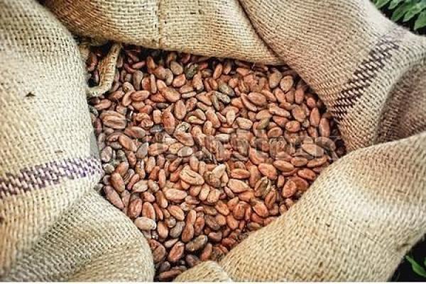  Cacao Grade - café cacao thé nous disposons de tonnes de fèves cacao (1er grade) et de café en côte d'ivoire. possibilité de les distribuer dans le monde entier et de vendre en fob. nous travaillons avec des partenaires sur toute la région ivoirienne nous sommes donc dans capacité d'augm