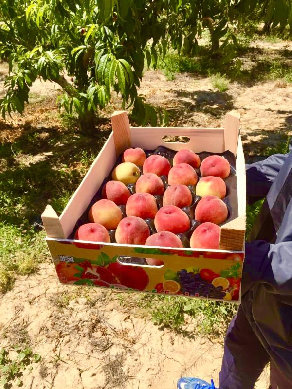  Exportateur De Fruits Et Légumes Frais De Tun - fruits et légumes société d import-export basée en tunisie,  nous proposons une large gamme de fruits et légumes frais destinés à l exportation. nos produits sont soigneusement sélectionnés auprès d agriculteurs locaux certifiés et respectent les no