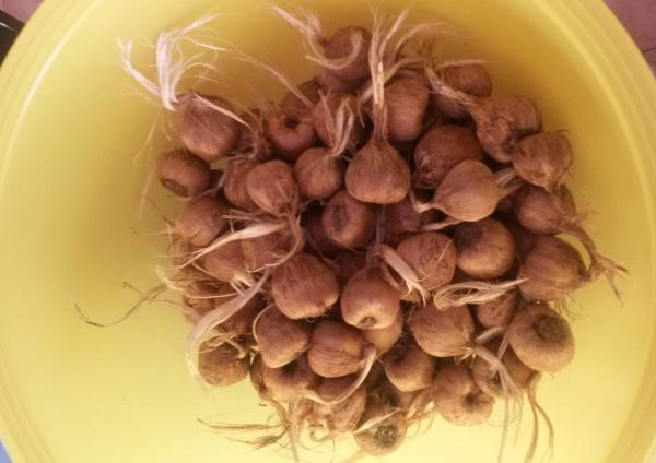  Bulbes De Safran (crocus Sativus) - épices aromates  je vends des bulbes de crocus sativus de diff&eacute;rents calibres allant du 7/8 au 12+ a planter jusqu'&agrave; fin ao&ucirc;t 20/30 cm sous terre et espac&eacute;s d'environ 10 cm l'unit&eacute;. tarif d&eacute;gressif selon quantit&eacute; et selon calibre. pour une id&eacute;