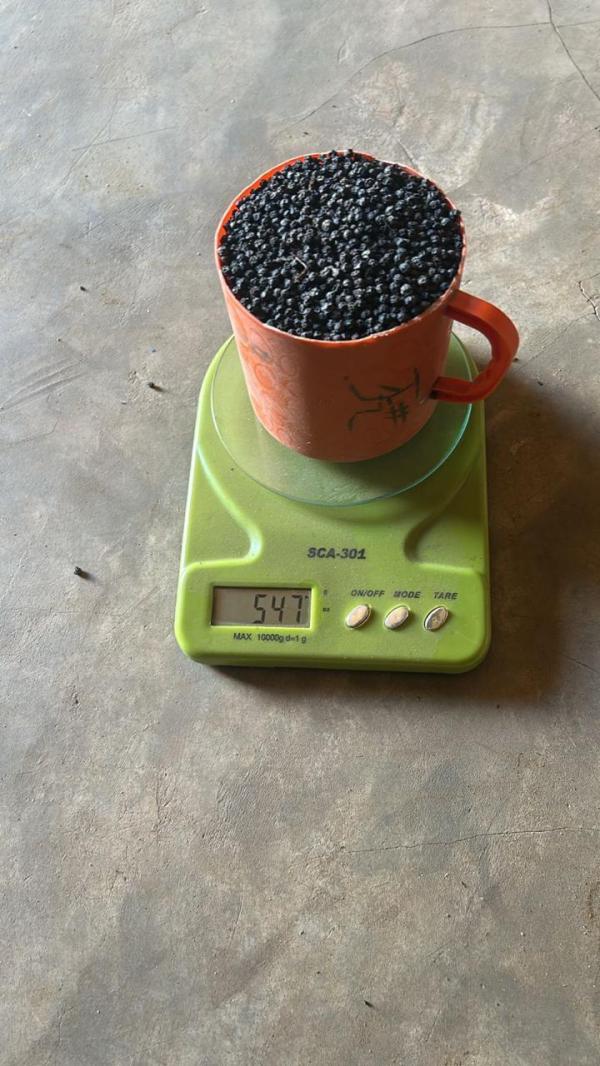  Poivre Noir De Très Haute Qualité - épices aromates 50disponibles de suite de poivre noir à madagascar--prix 7800euro la tonne--nous nous chargerons de livrer au port de votre choix la marchandise   (cif)--si interessés,  veuillez nous contacter directement.--marchandise dejà à toamasina madagascar près du port de ch