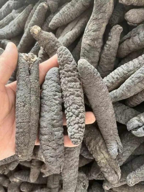  Concombre De Mer - coquillage crustacé caract&eacute;ristiques principales ---- **apparence** - corps allong&eacute; et mou,  souvent recouvert de petites excroissances.--- **habitat** - on les trouve dans les fonds marins du monde entier,  des eaux peu profondes aux abysses.--- **r&ocirc;le &eacute;cologique** - ils jouent un r&ocirc;le c