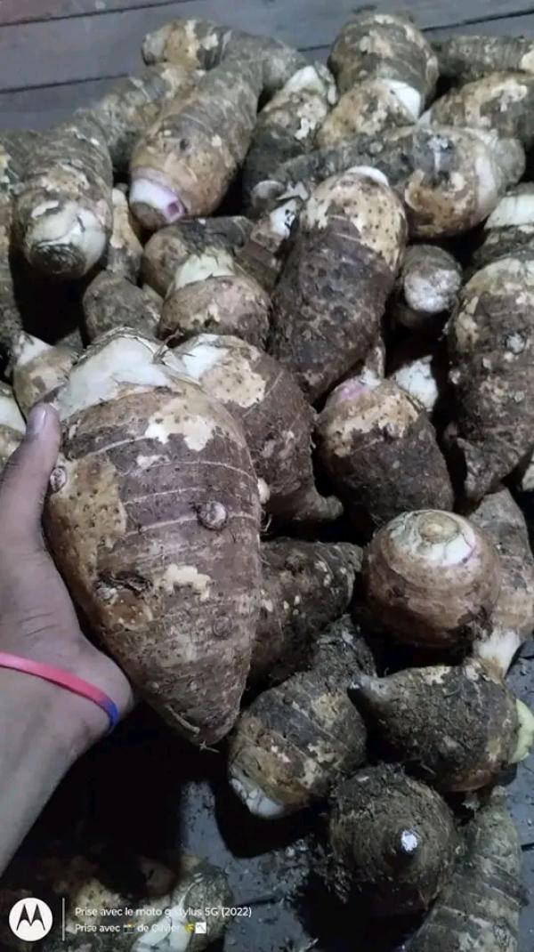  Saonjo Ramandady Typique De Madagascar - fruits et légumes nous cherchons des clients potentiels au maurice,  mayotte ou autres pays.--nous disposons des plusieurs tonnes de saonjo de haute qualité.--quantité disponible 50tonnes--mode de paiement 50% à la commande et solde contre embarquement.--contactez-nous directement si très i