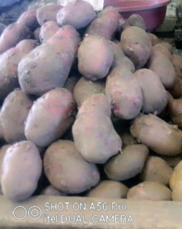  Pomme De Terre Friture Rouge - fruits et légumes pomme de terre.friture rouge 950euro la tonne lieu madagascar nous pouvons exporter partout dans l'europe asie oc&eacute;an indien usa. tonnage minimum accept&eacute; 20tonnes mode.de.paiement virement bancaire avec une avance. 