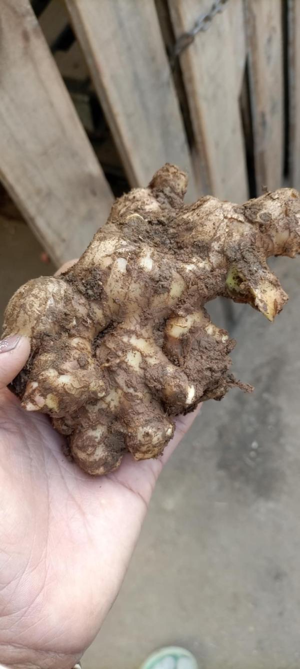 Gingembre bio naturel - fruits et légumes notre gingembre frais bio tout naturel.--nous cherchons des bon clients qui peut acheter avec contrat à long terme.--nous pouvons livrer 20tonnes par 15jours.--prix 1500euro la tonne--condition de paiement par virement bancaire avec une avance sur commande.--quantité disponible 20tonne