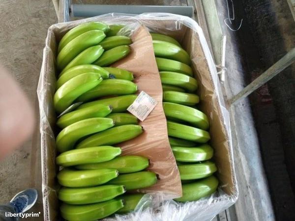  Bananes Vertes Cavendish - fruits et légumes bonjour, --je suis à la recherche des conteneurs de bananes cavendish d'origine equateur ,  de qualité export (vertes),  disponibles et déjà chargés,  et de préférences à quai dans un port comme le port de marseille ou fos pour destination port de 