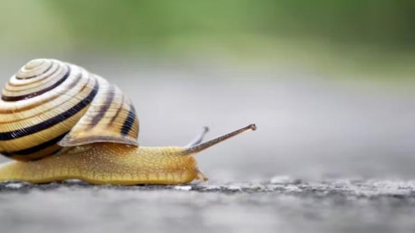  Bave D'escargo - autres je suis en cote d'ivoire a abidjan nous sommes à la recherche des acheteurs de la bave d'escargot nous disposons un stock bien conservé et aussi en production a un prix très abordable.