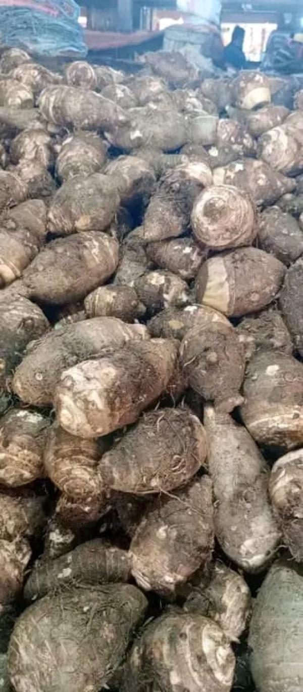  Saonjo Ramandady - fruits et légumes nous avons les meilleurs saonjo ramandady . prix 1000euro la tonne cif si c'est mayotte ou maurice. conditionnement sac filet de 20kg quantit&eacute; disponible 100tonnes mode de.paiement par virement bancaire avec une avance de 50% et solde &agrave; l'embarquement. 