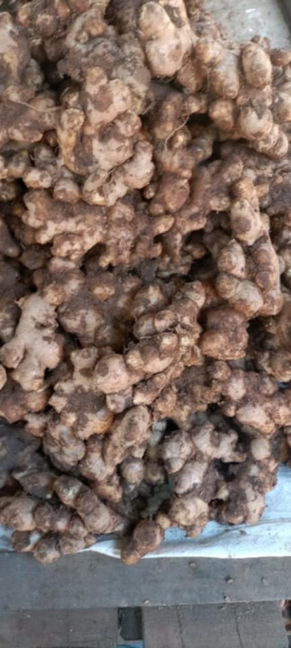  Gingembre Calibre Moyen - fruits et légumes nous avons 100tonnes de gingembre.--prix compétitif 1500euro la tonne cif --type d'emballage sac filet de 25kg.--port de chargement toamasina   madagascar--mode de paiement virement bancaire avec une avance sur commande de 50%--si intéressé,  veuillez nous contacter--
