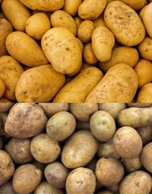  Patate De Madagascar - fruits et légumes nous avons des patates de qualité calibre +35mm--nous étions bien notre patate--nous avons 2 couleurs rouge et blanc.--quantité disponible 50tonnes de chaque--prix 950euro la tonne cif ou fob selon le pays.--mode de paiement virement avec une avance de 50% et solde lc ou avant e