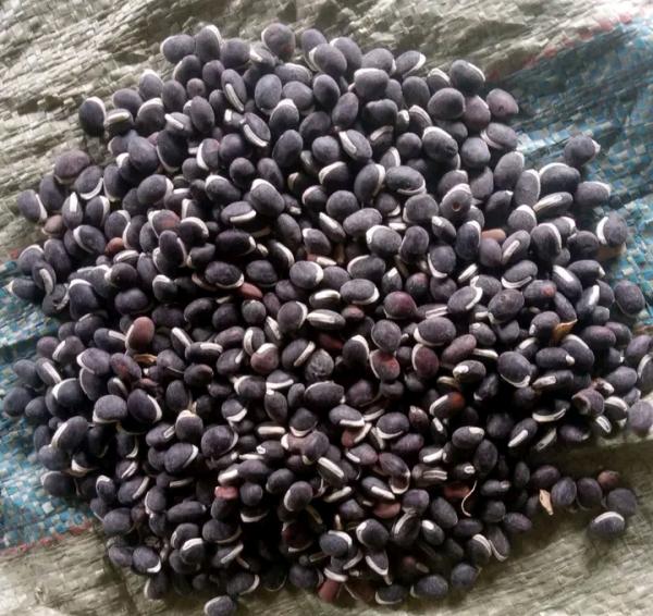  Fiwi Beans - roasted seeds and nuts beans- ngwara/fiwi--origin- tanzania--tons- 3000+--price- 530$/mt--we are looking for long-term buisness and we accept visit and inspection at our warehouse. thanks 