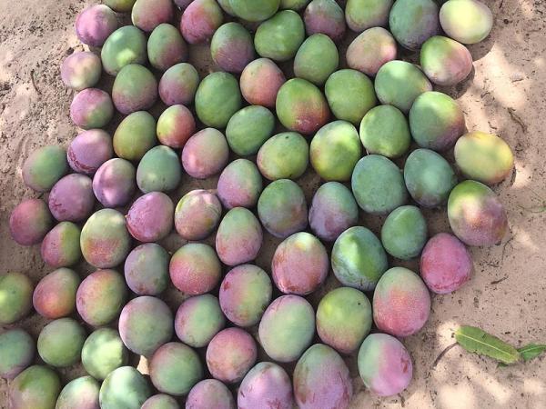  Recherche De Fournisseur De Mangue Keint - fruits et légumes recherche fournisseurs de mangue kent pour achat de 110 tonnes. offre attendue en cif russie ou fob pays d origine selon conditions du vendeur. merci de pr&eacute;ciser disponibilit&eacute; prix et modalit&eacute;s de livraison. contactez moi rapidement pour &eacute;change.