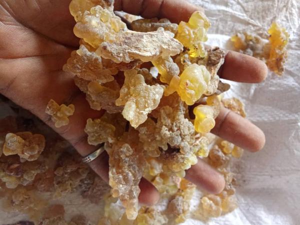  Myrrhe - matiere vegetale myrrhe naturelle de qualit&eacute; sup&eacute;rieure &agrave; vendre !  d&eacute;couvrez de la myrrhe 100% pure r&eacute;colt&eacute;e de mani&egrave;re durable et id&eacute;ale pour vos cr&eacute;ations d'encens huiles essentielles soins bien etre ou rituels spirituels.  pourquoi choi