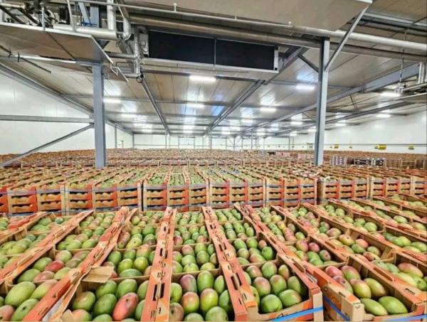  Mangues Kent - fruits et légumes bonjour--nous proposons des mangues kent du sénégal,  possibilité d'expédition par avions ou bateaux.--