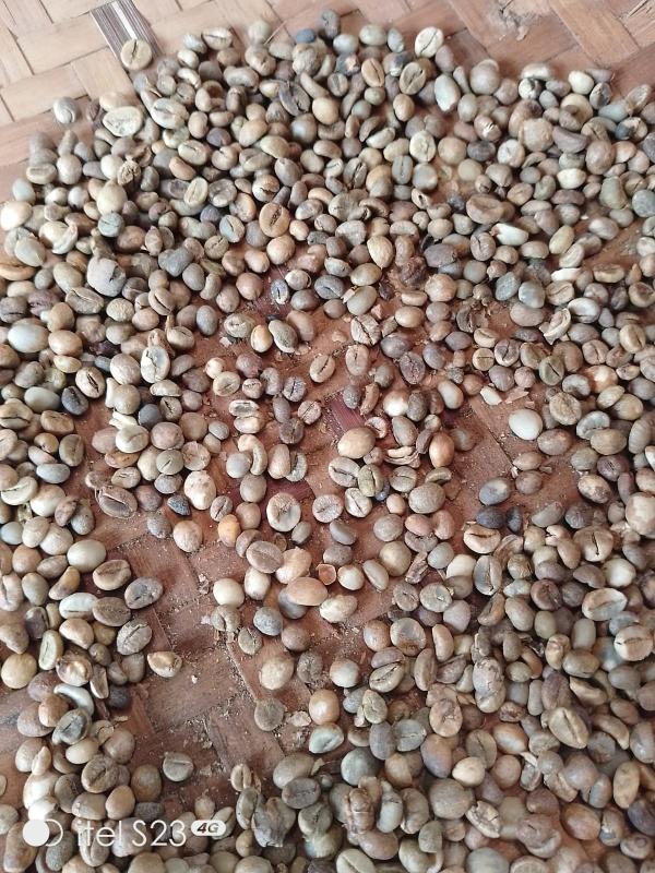  Café Robusta - café cacao thé nous sommes fournisseur et exportateurs des café robusta de madagascar. nous acceptons 500tonnes de contrat pour cette saison.--prix 5000euro la tonne cif--mode de paiement 100% après pesage de chaque achat sur place --contacter nous