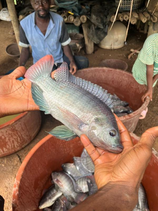  Tilapia D'élevage Vente En Gros Abidjan - poissons soa est une startup ivoirienne sp&eacute;cialis&eacute;e dans l aquaculture durable. nous disposons actuellement d un stock de tilapia frais &eacute;lev&eacute; localement id&eacute;al pour restaurants h&ocirc;tels poissonneries et distributeurs. poids moyen 500 g &agrave; 800 g livraison po