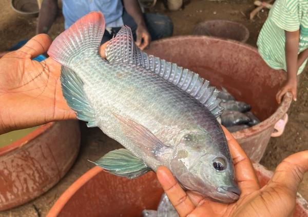  Tilapia D'élevage Vente En Gros Abidjan - poissons startup ivoirienne spécialisée dans l’aquaculture durable.--nous disposons actuellement d’un stock de tilapia frais élevé localement,  idéal pour restaurants,  hôtels,  poissonneries et distributeurs.--poids moyen - 500 g à 800 g--livraison possible &agra