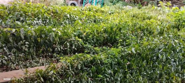  Café Vert G1 Et G2 - café cacao thé 60 tonnes du café vert robusta g1et g2 disponible. recherche d' un acheteur sérieux. nous sommes autorisés à exporter.----    prix cif -6 usd/kg--mode de paiement -  lc irrévocable et confirmée.--          curieux ou plaisantins s'abstenir --   veuillez nous