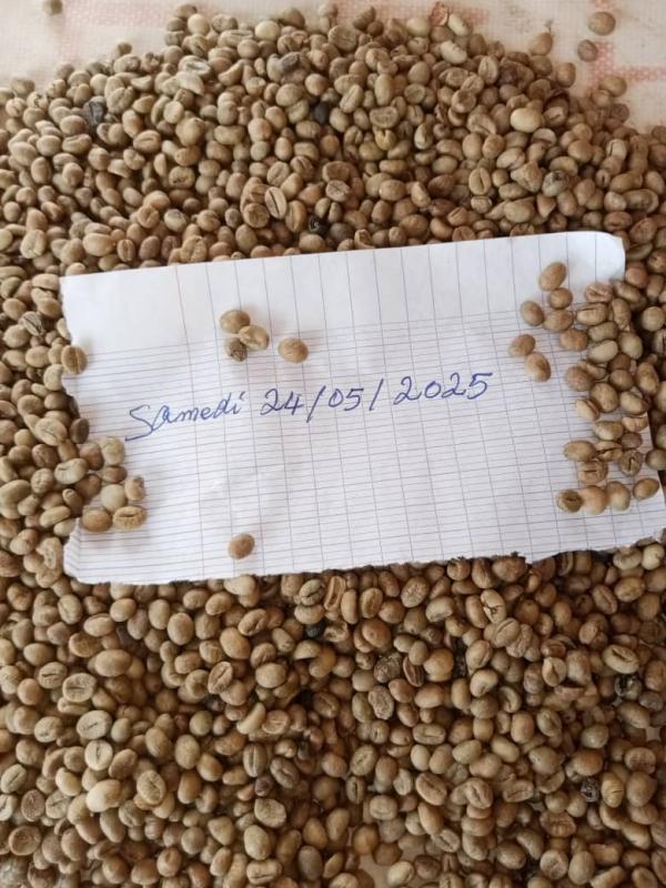  Coffee Beans - roasted seeds and nuts we have robusta coffee beans from togo in quantity of 200 tons. if a customer is in need,  please contact us. thank you.