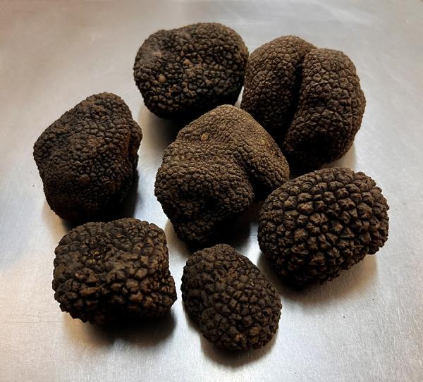  Vente De Truffes D'été (aestivum) - champignon levure société distributrice basée en bulgarie,  nous proposons des truffes d'été fraîches (tuber aestivum) d’origine bulgare,  en vente en gros.--qualité premium,  fraîcheur garantie--respect strict de la chaîne du froid--nous ciblons les grossistes
