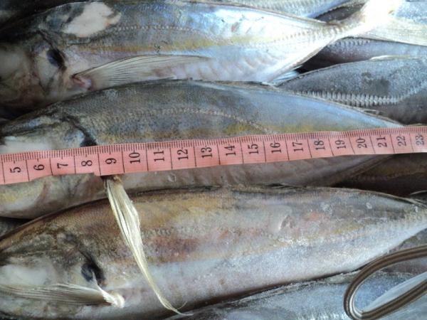  Offres Pelagiques - poissons nous vous offrons du stock congel&eacute;s bord origine agadir sardine maquereaux chinchard thon pageot produit	calibres disponibles	conditionnement	disponibilit&eacute; sardines enti&egrave;res	14/16 – 16/20 – 20/24 pcs/kg	cartons 20 kg	stock permanent maquereaux (scomber)	200/300 – 30