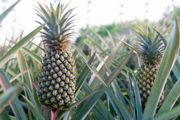  Annonce De Projet Opportunité D’investissem - autres nous lançons un ambitieux projet agricole de production intensive d’ananas sur 2 hectares de terres fertiles situées à 100 km de cotonou. ce projet s’inscrit dans une vision durable et rentable,  orientée vers les marchés local et international.