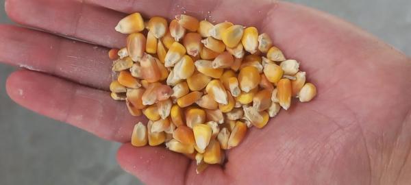  Maïs Fourrager Jaune Vendre - aliments pour animaux demande d'achat de maïs jaune fourrager – origine argentine--je recherche un fournisseur fiable pour l’achat de 100 tonnes de maïs jaune fourrager de bonne qualité,  origine argentine.--condition principale - la marchandise doit etre en vrac dans le conteneur (sans sacs ni aucun emballage).--m