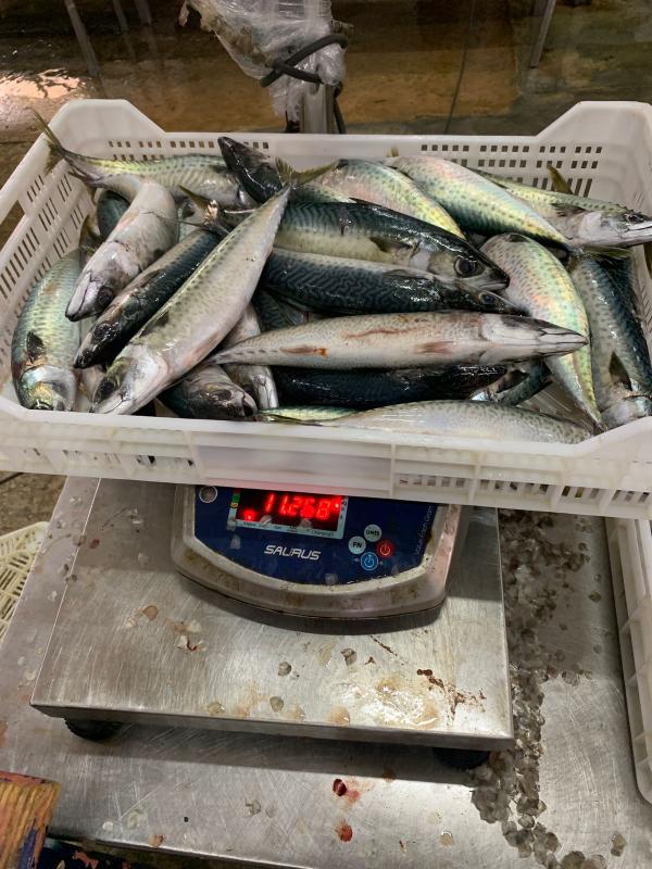  Frozen Mackerel Available Now! - fish rozen mackerel – available now! -- origin- morocco-- species- scomber colias-- sizes- l & m-- frozen product – export quality----lonja group offers you the finest mackerel,  freshly caught and frozen under strict quality standards,  ready to meet international market demands.---- ready stock for expor