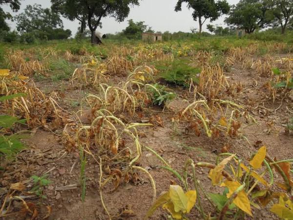  Disponible Pour Commande De Haricots - fruits secs et graines grillées je me mets à votre service pour vos besoins en haricots, bissap ,  gingembre en grande quantité.que vous soyez en côte d'ivoire, mali ,  sénégal faites moi signe.je me déplace venir pour qu'on signe les papiers et autres avant de vous livrer.