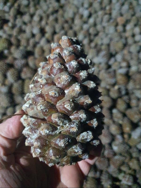  Cherche Clients De Pin De Pignon - fruits secs et graines grillées cherche clients en europe pour l'achat de pins de pignons aussi apeler pin de pigne d'origine espagnole.--pour plus d'informations contactez nous.--