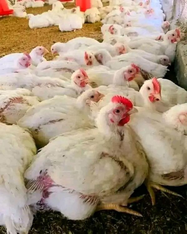  Poulet De Chair Congelées - viandes et oeufs nous avons 5000 poulets de chaire entieres congelées,  vidées,  poids +1, 7kg et +2kg.--prix 4, 5euro le kg--prix cif ou nous ferons aussi le dedouannement pour vous si vous avez des difficultiés à ce propos.--mode de pai 40% à la commande et solde avant procedure de d