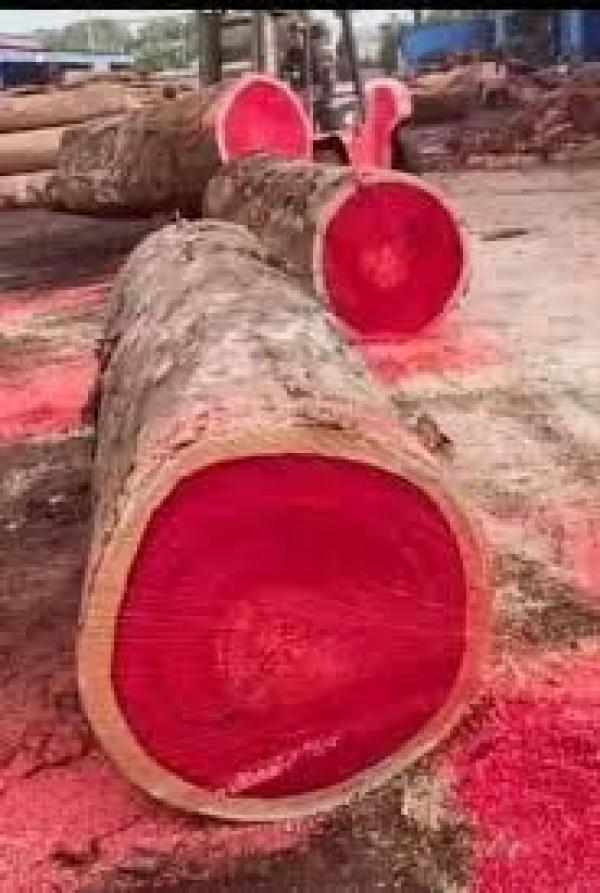  Bois Rouge Du Congo - bois charbon fibre le bois rouge au congo fait référence à plusieurs essences de bois,  notamment le padouk (pterocarpus tinctorius) et le séquoia. ces bois rouges sont prisés pour leur couleur intense et leurs propriétés durables. ils sont souvent utilisés dans l