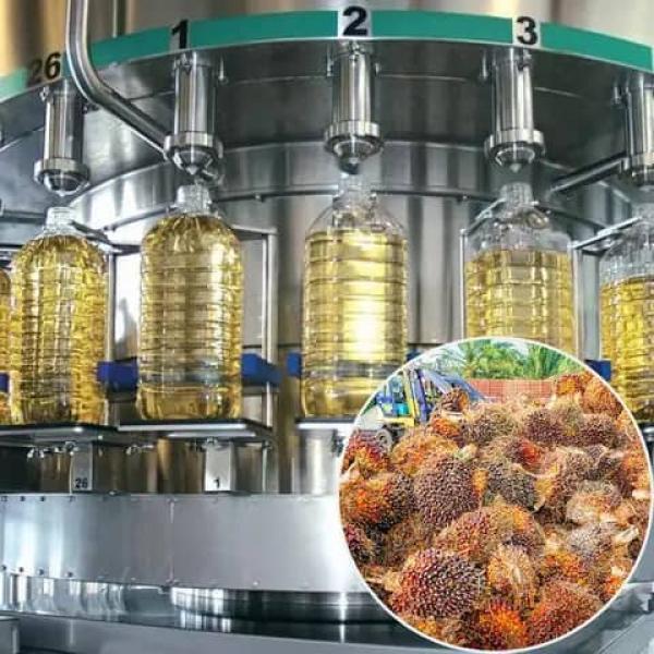  Recherchons Un Acheteur De Palmeraie - Industrie exploitation palmeraie de 08 hectares &agrave; vendre au cameroun de 11 ans d'&acirc;ge sur un terrain titr&eacute; situ&eacute; &agrave; 40 km de yaound&eacute;. le prix au m&egrave;tre carr&eacute; est de 3500fcfa