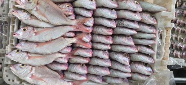  Poisson Congelé Conserve - poissons nous sommes une société de production et exportation de poisson congelé et conserve de poisson à partir du maroc . souhaitons rencontrer des clients ou partenaires en afrique. 