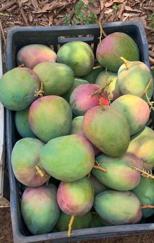  Mangues Premium Du Senegal - fruits et légumes chers professionnels de l’agroalimentaire, --sont fiers de vous annoncer la disponibilité immédiate d’1 tonne de mangues de qualité premium,  récoltées à la main au cœur du sénégal.----origine garantie - producteur local engagé--frui