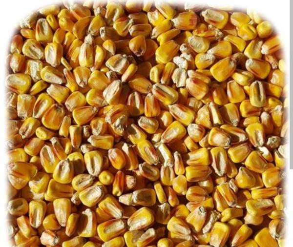  Besoin De Maïs Jaune D'origine Argentine - céréales bonjour, --nous sommes à la recherche d’un fournisseur sérieux de maïs jaune d’origine argentine pour approvisionnement régulier. merci de nous transmettre vos offres commerciales incluant les spécifications techniques,  les modalités logistiques,  les certifications 