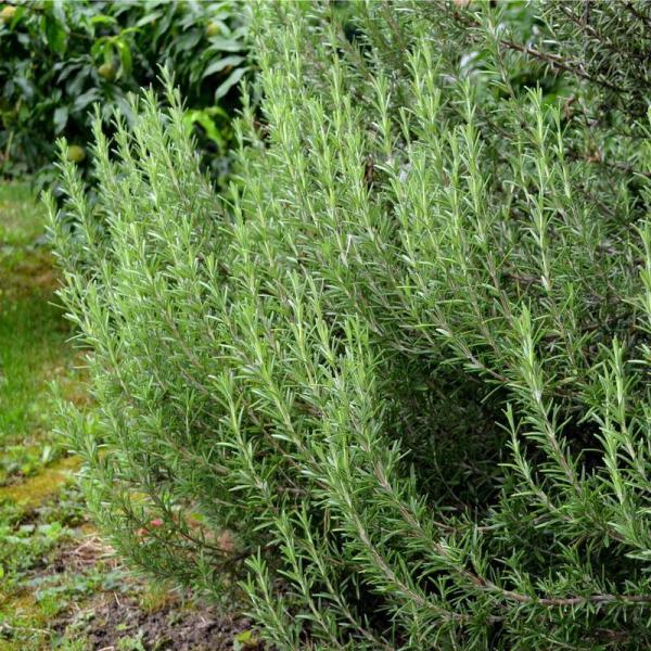  Cherche Clients Pour Romarin Bio - épices aromates  bonjour--cherche clients pour l'achat du romarin de la foret en catalogne bio a 100% avec certificat si c'est nécessaire.--------