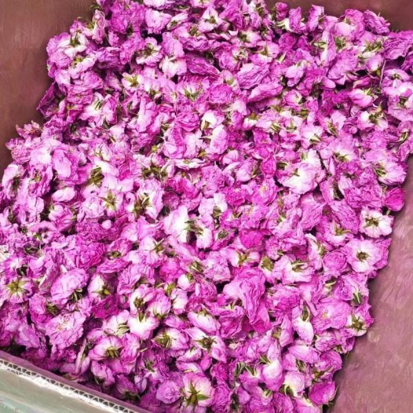  Roses De Damas Séchées Grade Alimentaire - horticulture plante biocarburant nous vendons des roses de damas de très belle qualité,  grade alimentaire,  séchage en douceur par lyophilisation,  sans détérioration des éléments nutritifs et pigments présents originellement dans la fleur. conditionnement par carton de 6kg. n'h