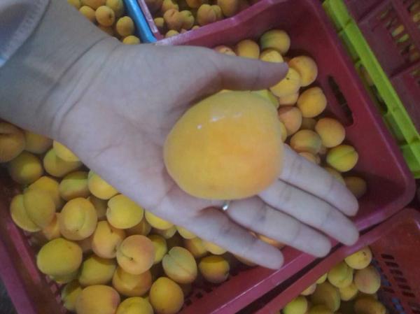  Abricot Tunisien - fruits et légumes abricot d'origine tunisien--qualité garantie--prix compétitif--nous acceptons des petites et des grandes quantités--livraison rapide