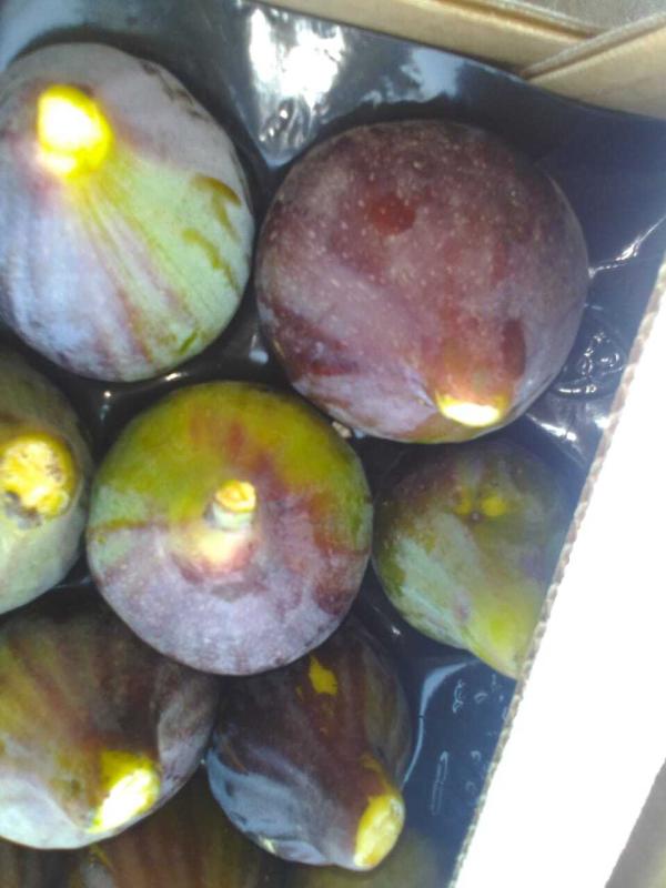  Recherche Clients Pour Figue - fruits et légumes figue de tr&egrave;s bonne qualit&eacute;--d'origine tunisien--un grand calibre--un go&ucirc;t merveilleux--nous acceptons des grandes et des petites quantit&eacute;s --nous assurons la livraison 